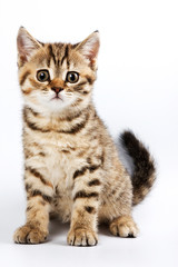 Funny kitten British cat (isolated on white)