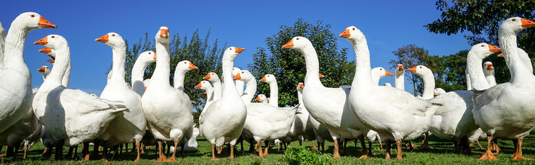 Eerstaunt blickende Gänse auf einer Wiese, Banner