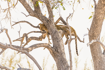 Leopard perching from Acacia tree branch against white sky. Wildlife safari in the Etosha National Park, main travel destination in Namibia, Africa.