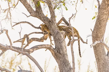 Fototapeten Leopard perching from Acacia tree branch against white sky. Wildlife safari in the Etosha National Park, main travel destination in Namibia, Africa. © fabio lamanna