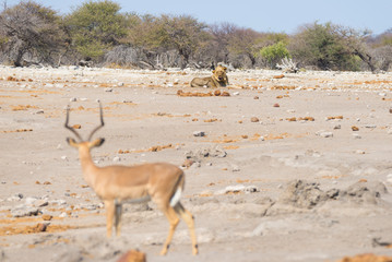 Young male lazy Lion lying down on the ground in the distance and looking at Impala, defocused in the foreground. Wildlife safari in the Etosha National Park, Namibia, Africa.