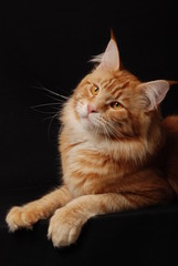 Red Maine coon cat