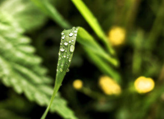 Drops on long grass