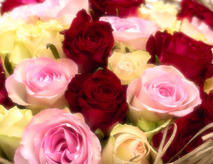 Colorful Bouquet Roses Closeup with Soft Focus