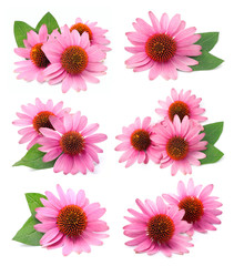 Echinacea flowers . - obrazy, fototapety, plakaty