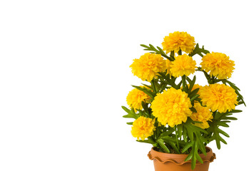 Yllow marigold,shot on white isolated.