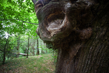 Fototapeta na wymiar chestnut in the forest