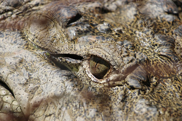 The eye of Crocodile. Closeup view of crocodile eye.