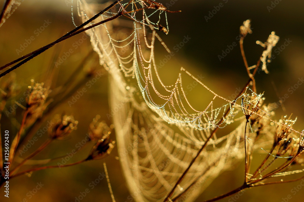 Wall mural macro spider web