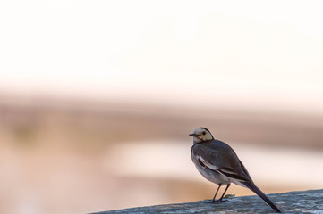 Oiseau.
