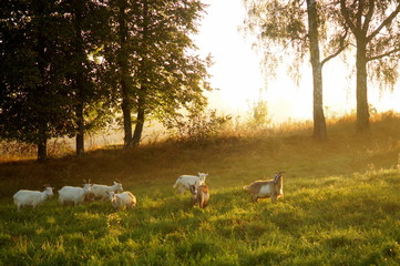 Obraz na płótnie Canvas Goats graze in a meadow