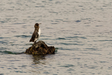 Pinguin steht Wache