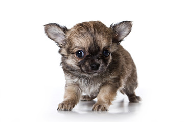 chihuahua dog puppy looking at the camera (isolated on white background)