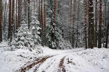 First snow in the forest