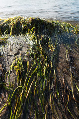 Seegras-Seetang an der Ostseeküste, Mecklenburg-Vorpommern, Deutschland