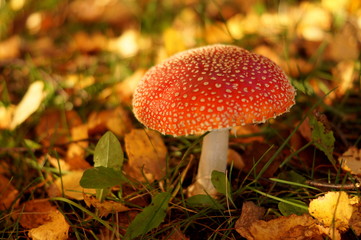 Macro mushroom in autu forest