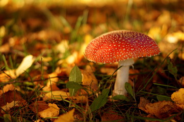 Macro mushroom in autu forest