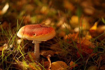 Macro mushroom in autu forest