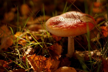 Macro mushroom in utumn forest