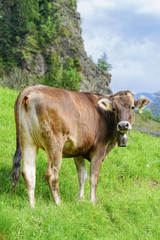 Allgäu - Rind mit Glocke auf einer Bergwiese