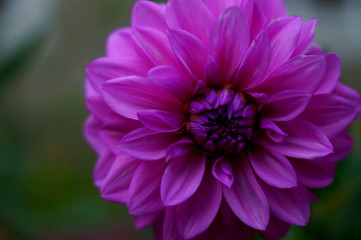 Macro dahlia flower