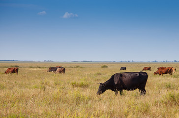 cows graze in the meadow