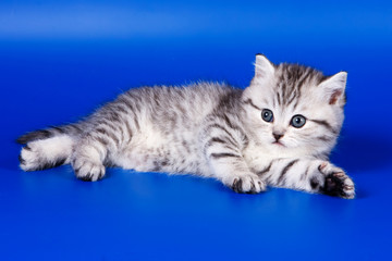 Kitten Scottish Fold cat on a blue background