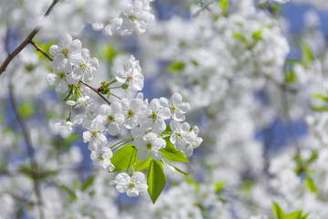  Spring flowers on branches