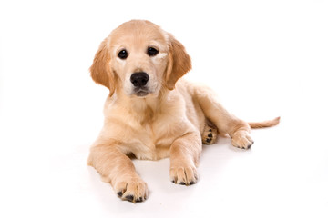 Beige puppy Labrador (isolated on white)
