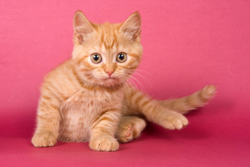 Fototapeta na wymiar Ginger kitten British cat on a red background