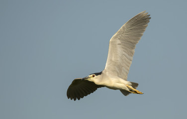 Black-Crowned Night Heron