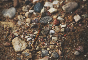 Dragonfly on the ground surface