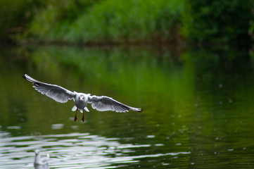 Obraz premium Birds and Wildlife