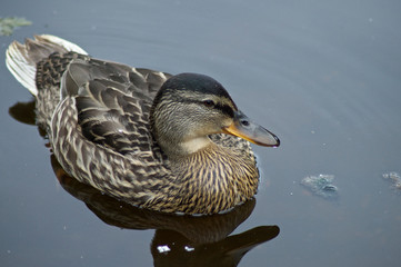 Birds and Wildlife