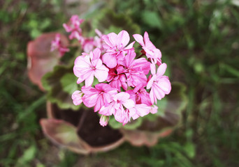 Heranium pink flowers