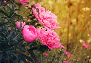 Fototapeta premium Blooming peony flowers