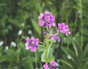 Fototapeta premium Purple summer phloxes