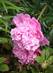 Blooming peony flower