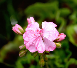 Heranium pink flowers