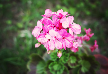 Heranium pink flowers