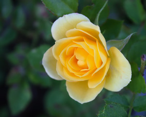 Beautiful rose flower