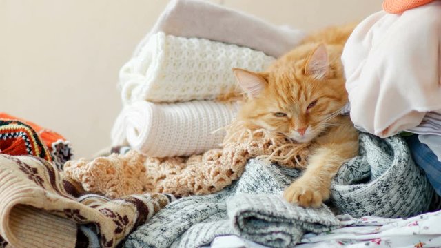 Cute ginger cat sleeps on a pile of knitted clothes. Warm knitted sweaters and scarfs are folded in heaps. Fluffy pet is dozing among cardigans. Cozy home background