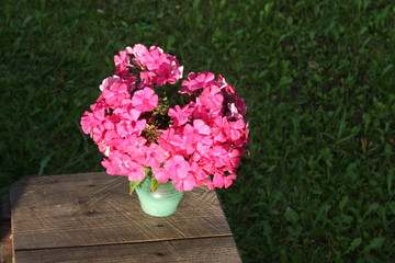 Purple summer phloxes