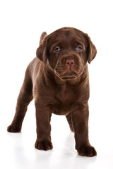 Brown Labrador puppy (isolated on white background)