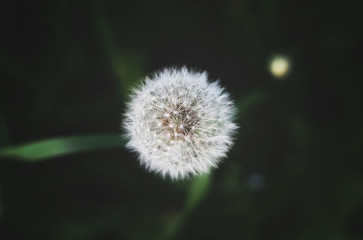 Dandellion flower on green background