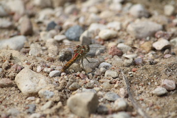 Dragonfly on the ground surface