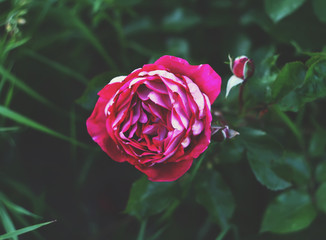 Beautiful rose flower