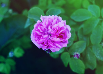 Beautiful rose flower