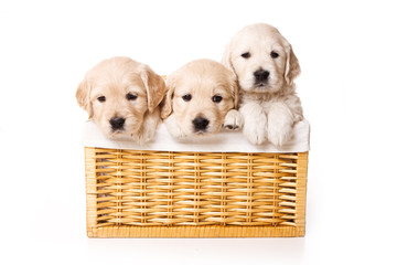 Three labrador puppy in a basket (isolated on white)