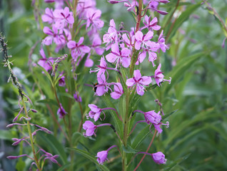 Blooming Sally purple flowers in the summer garden.